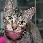 Hazel, available for adoption at Loudoun County Animal Shelter